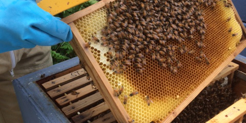 Vi värnar om den biologiska mångfalden – hyr bikupa!